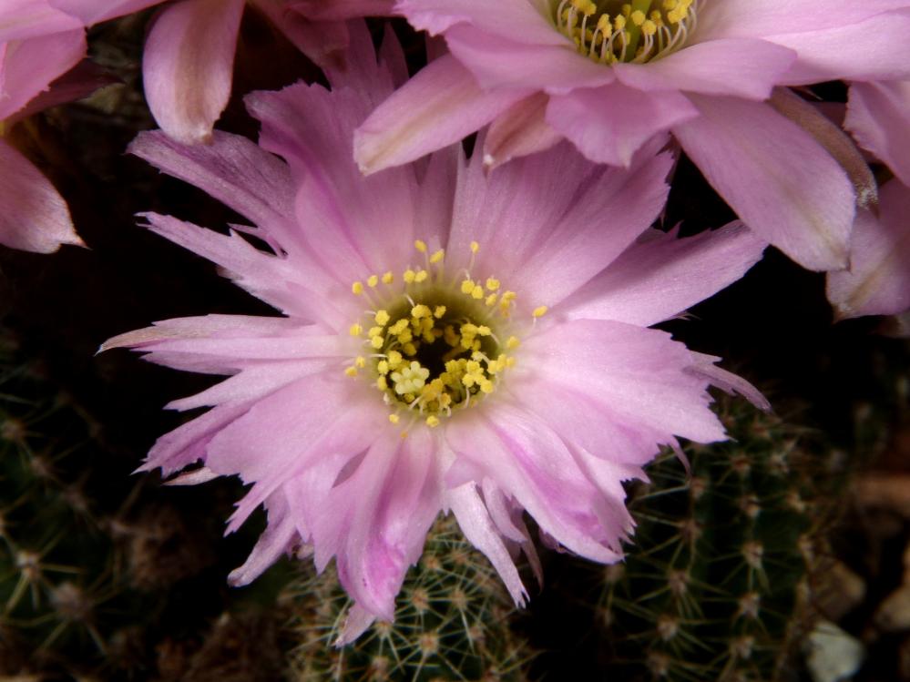 Chamaecereus